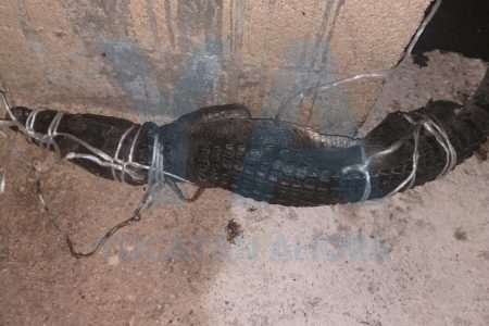 Susto por un cocodrilo paseando en comisaría de Cuzamá