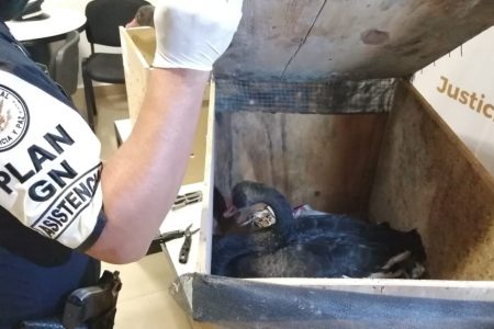 Decomisan dos cisnes negros australianos en el aeropuerto de Mérida