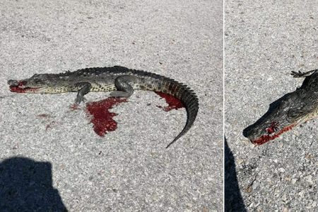 Encuentran un cocodrilo atropellado en la carretera Dzemul-Xcambó
