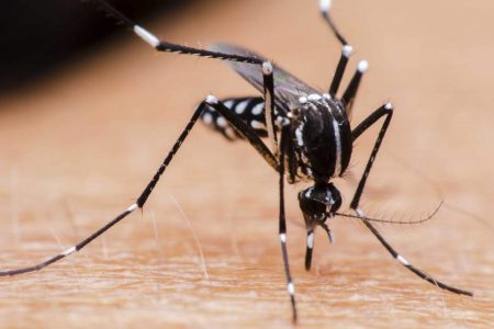 Alto el riesgo de propagación de dengue para este año en Yucatán: IMSS