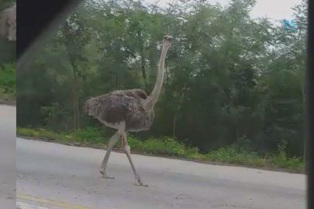 Captan un avestruz en la carretera Kimbilá-Izamal