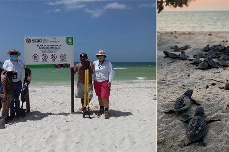 Profepa vigila la costa yucateca para proteger tortugas en temporada de anidación