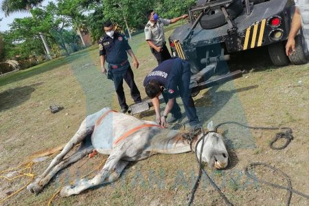 Rescatan una yegua que cayó a profunda zanja en Chichí Suárez