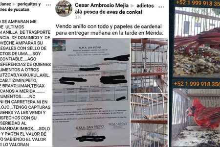 Impune falsificación de documentos para vender aves en Yucatán