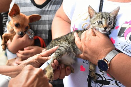En marcha campaña de vacunación antirrábica para perros y gatos