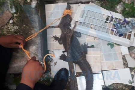 Vecino de Mulsay encuentra un cocodrilo en el patio de su casa
