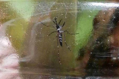 Reaparece el dengue en Yucatán, un caso luego de tres semanas de ausencia