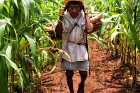 Dura realidad de la milpa en Yucatán: los jóvenes se avergüenzan del campo