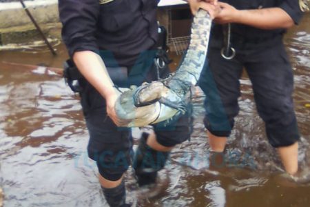 Descubre un cocodrilo en su terreno inundado