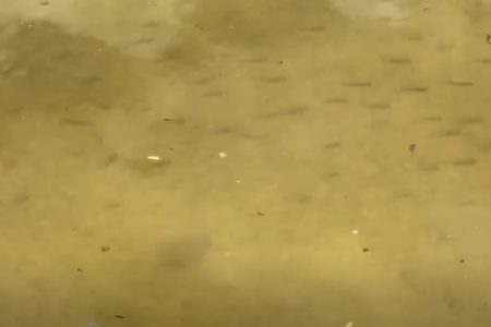 Peces de cenote nadan en calles de Las Américas