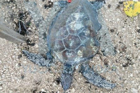 Rescatan una tortuga que no podía nadar en el mar