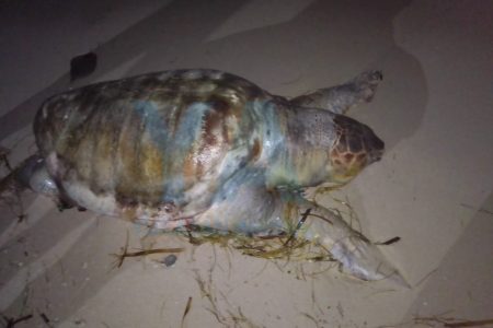 Hallan muerta una tortuga de carey en playa yucateca