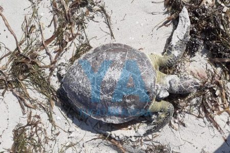 Recala muerta en playa de Progreso una tortuga verde