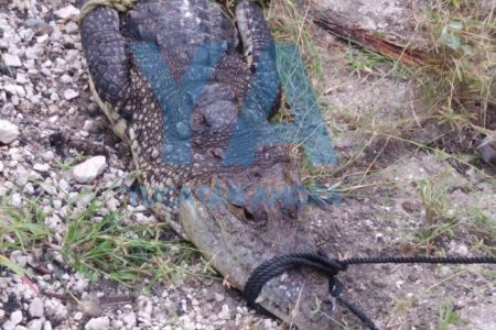 Capturan cocodrilo en medio de la carretera Chicxulub Puerto-Uaymitún
