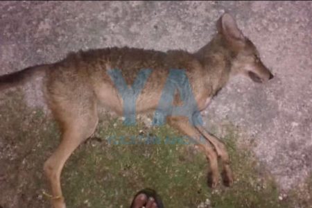 Merodea ranchos de Yucatán jauría de coyotes: matan uno en Tekal de Venegas