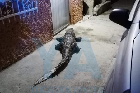 Enorme cocodrilo ‘llama’ a la puerta de su casa