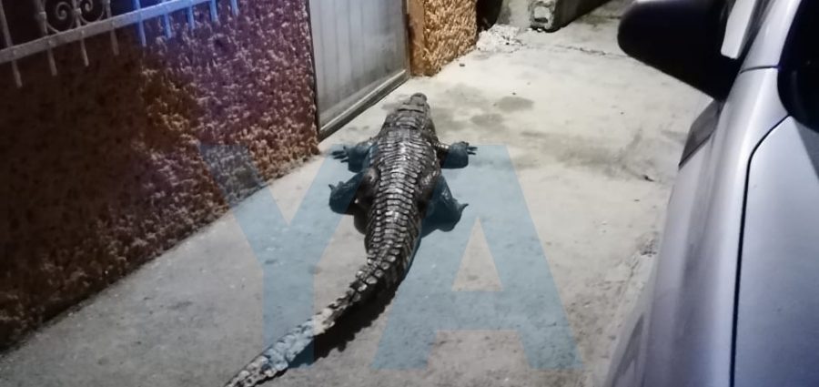 Enorme cocodrilo 'llama' a la puerta de su casa – Yucatan Ahora