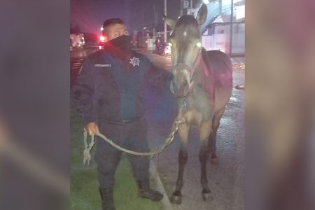 Aseguran un caballo que deambulaba en calles de Progreso