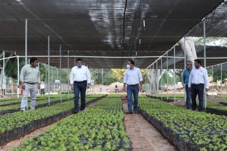 Mauricio Vila supervisa producción de plantas para ‘Sembrando Vida’