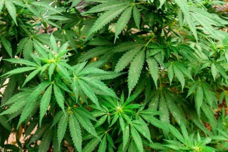Publican reglamento para uso de marihuana medicinal