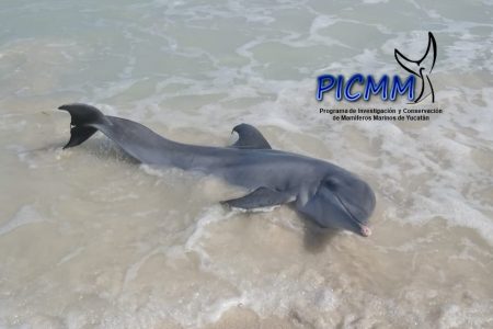 Salvan un delfín varado en la costa de Las Coloradas