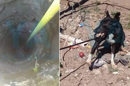 Rescatan un perro que cayó a pozo con agua
