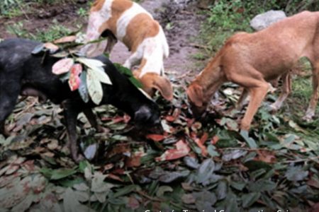 El perro, mucho más que una mascota en las comunidades mayas