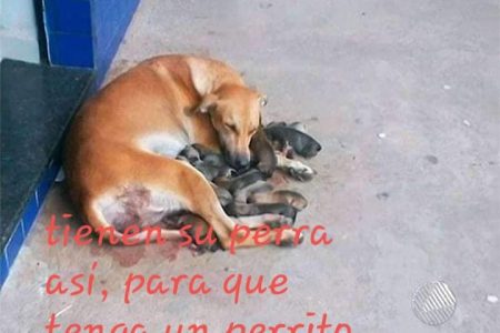 Campaña para esterilizar perros en el sur de Mérida