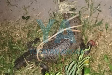 Capturan un cocodrilo en calles de Kinchil