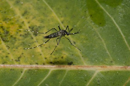 Península de Yucatán, libre de dengue desde hace tres meses