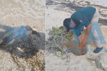 Recala una tortuga sin cabeza en la playa de Chicxulub Puerto
