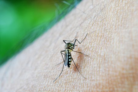 Inmunidad innata disminuiría mortalidad por dengue: Cinvestav