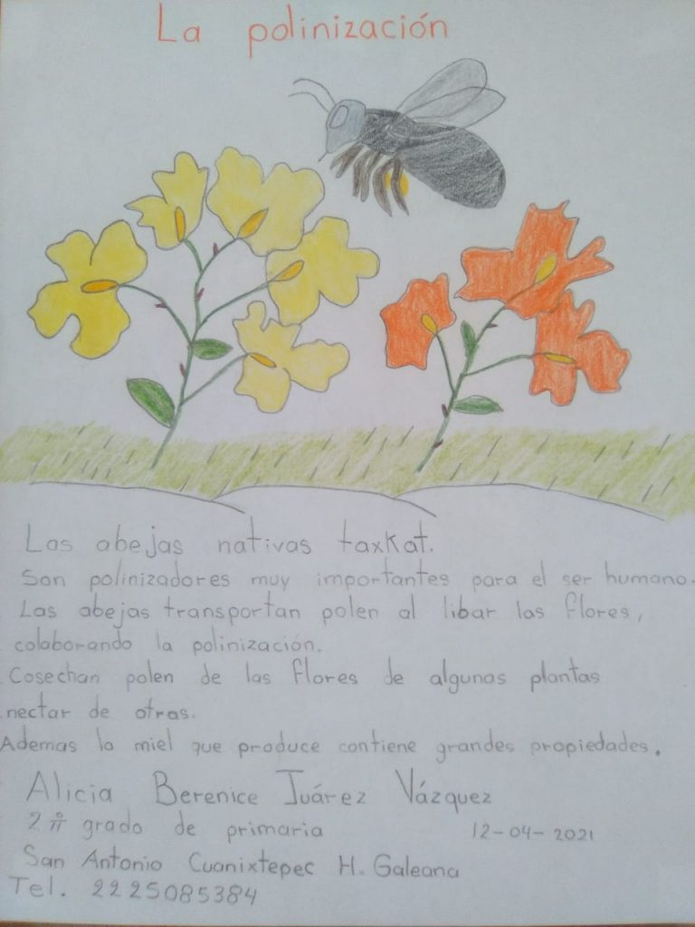 Las abejas mayas vistas con ojos infantiles: sorprende la creatividad en un  concurso estatal de dibujo – Yucatan Ahora