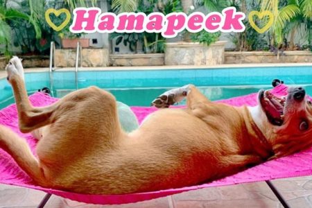 Crean las hamacas para perritos “Hamapeek”