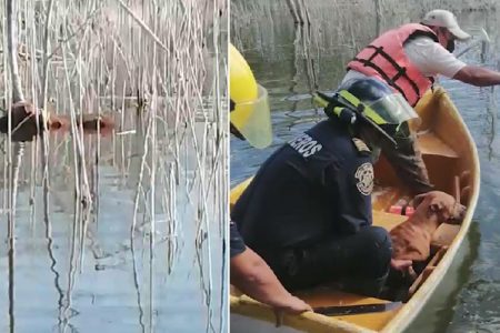 Rescatan un perro que cayó a la aguada del Acuaparque