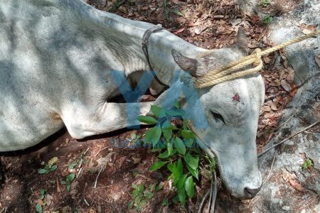 Rescatan toro que cayó a un cenote