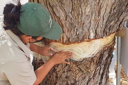 Al rescate de árboles extraordinarios de Yucatán