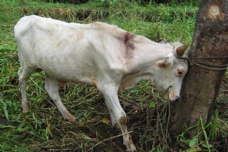 Aparecen siete casos de rabia en ganado de Península de Yucatán