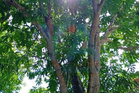 Sufre mortal caída bajando mangos en el patio de su casa