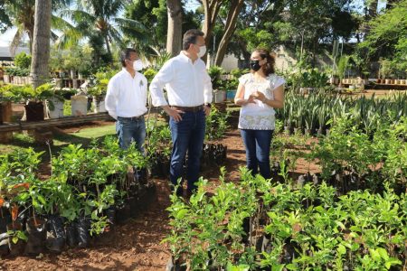 El Ayuntamiento de Mérida plantará 10 mil árboles más en el municipio