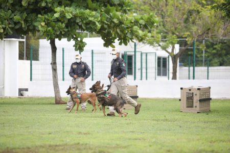 Llegan a Yucatán perros que detectan drogas, armas y dólares