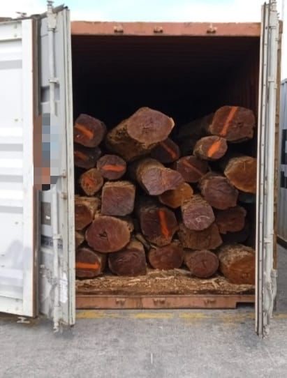 Aseguran en Progreso cargamento de maderas finas con valor de 3.5 mdd