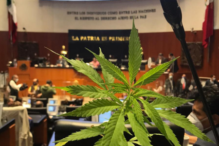 Declaran inconstitucional la prohibición del uso lúdico de la marihuana en México