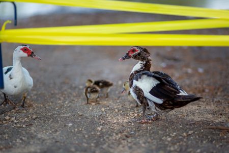 Nuevos inquilinos en el Parque Hundido del Poniente: los patos ya se reprodujeron