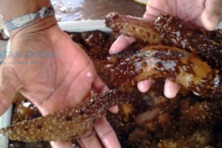 Piden esperar dos años más para reactivar la pesca de pepino de mar en Yucatán