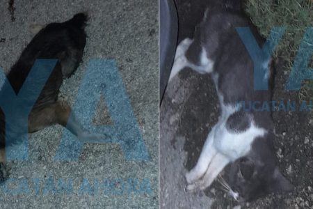 Envenenan perros y gatos en el sur de Mérida