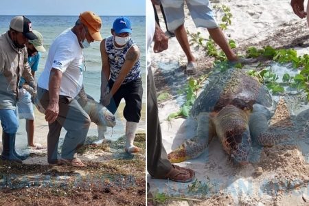 Encuentran muerta una tortuga en la playa de San Crisanto