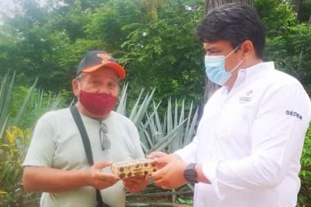 Gobierno de Mauricio Vila ya entregó cerca de ocho mil 500 abejas reina en apoyo a la apicultura yucateca