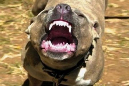 Una pitbull ataca y mata a una bull terrier, en la Unidad Morelos