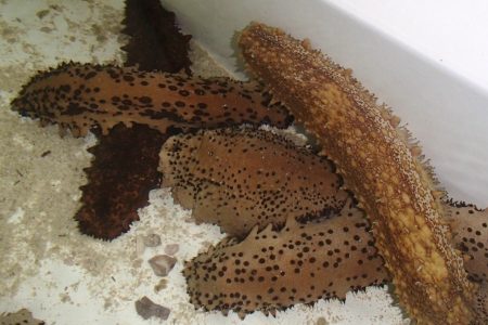 En riesgo langosta y pulpo, por sobreexplotación de pepino de mar